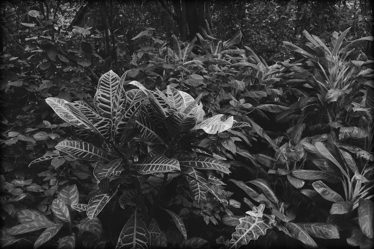 The lush greenery of the jungle